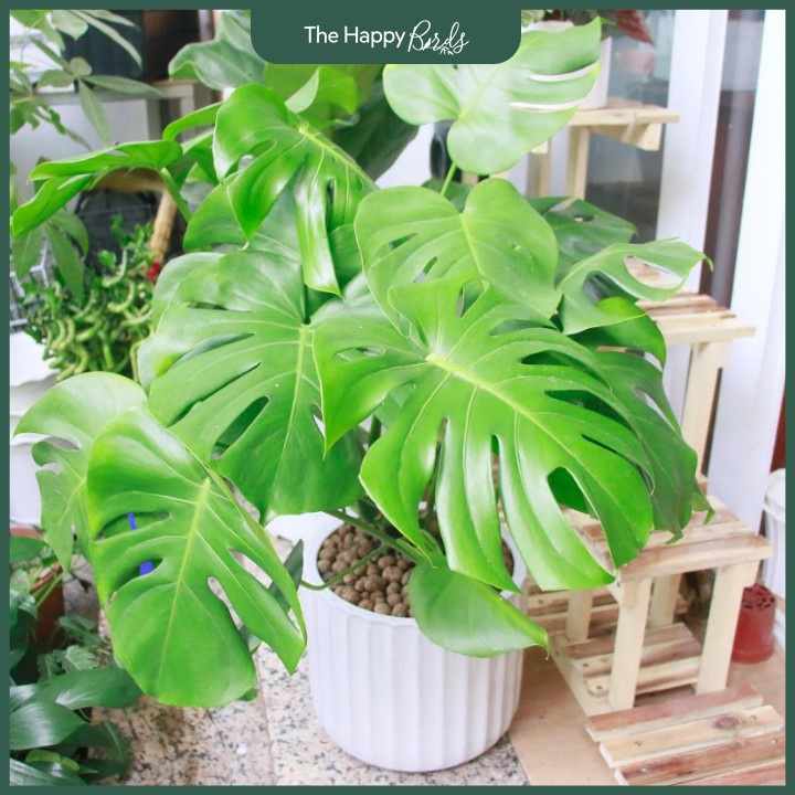 Trầu bà lá xẻ monstera deli Nam Mỹ thân cao 25-35 cm cây nội thất trồng trong nhà ship hỏa tốc Hà Nội - The Happy Birds