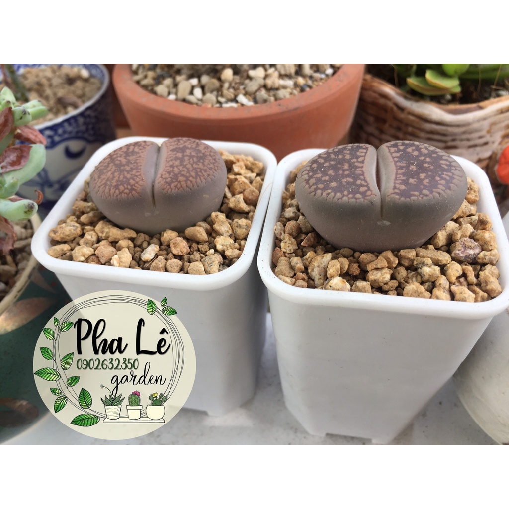 lithops siêu khỏe, siêu to 3-4cm, giá tại vườn/ sen mông