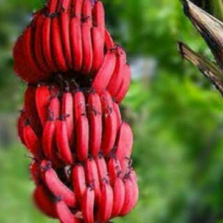 COMBO 3 CÂY CHUỐI ĐỎ DÒNG CẤY MÔ