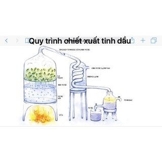 Tinh dầu tràm xịn 100% nguyên chất