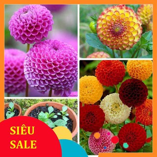 hạt giống hoa thược dược tổ ong 40 hạt  TẾT KHUYẾN MẠI