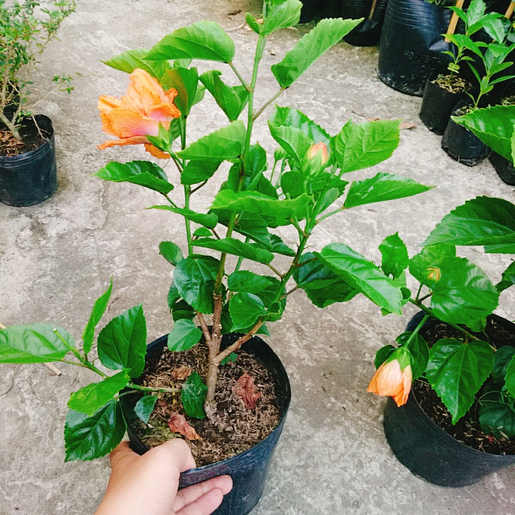 Cây Hoa Dâm Bụt cánh kép  - cây cảnh trong nhà