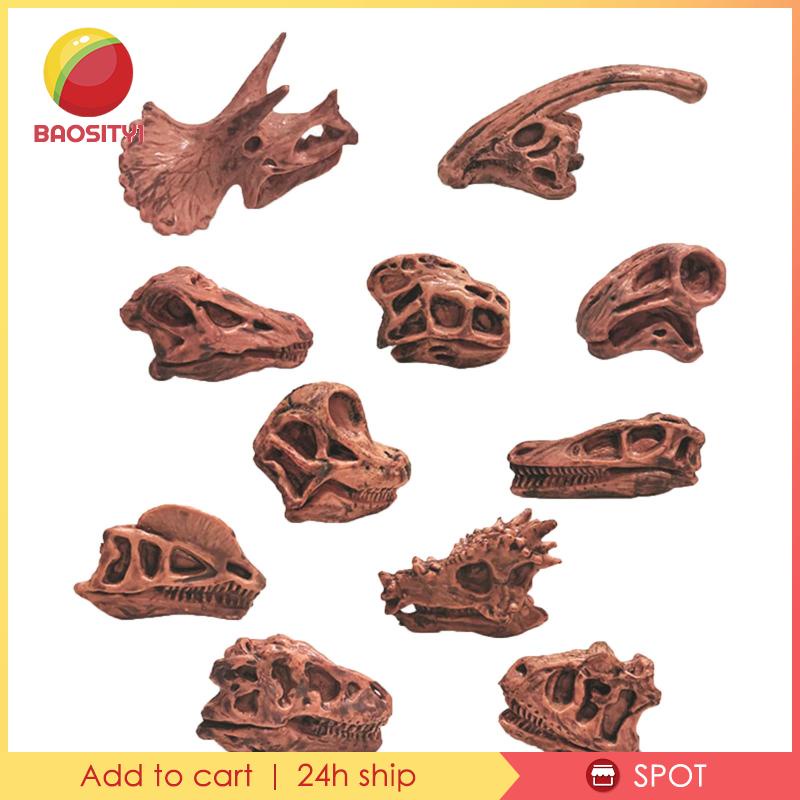 [Baosity1] Mô Hình Đầu Lâu Khủng Long Hóa Thạch Trang Trí Nội Thất Giảng Dạy