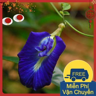 Hạt Hoa Đậu Biếc