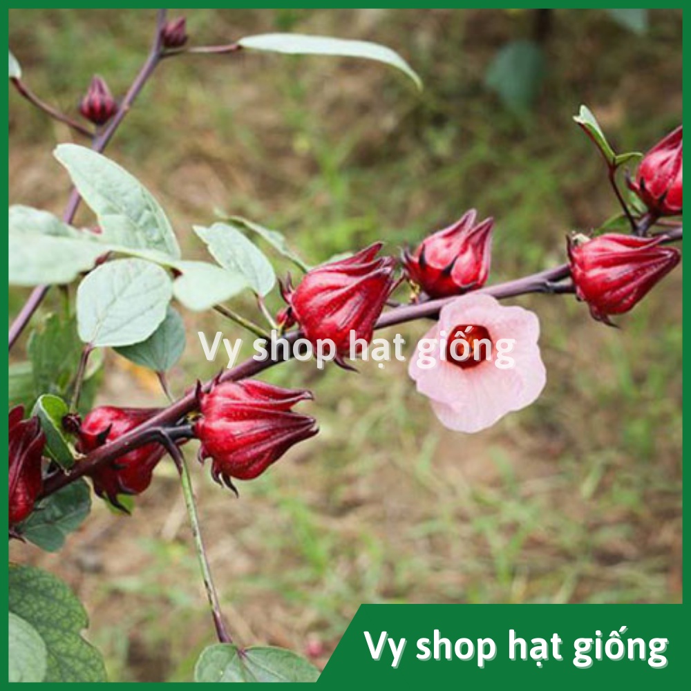 Hạt giống bụp giấm - Atiso đỏ  nhập Thái Lan nguyên gói 120 hạt