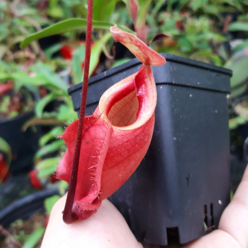 Cây bắt côn trùng, cây nắp ấm N viking