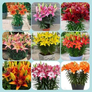 Combo 10 củ giống hoa ly lùn nhiều màu