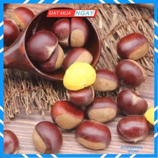 Ship hỏa tốc -HÀ Nội - 1kg Hạt dẻ tươi