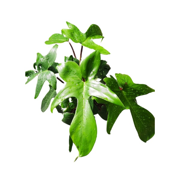 Chậu cây Philodendron Florida Beauty  Én Xanh trang trí nội thất, bàn làm việc, màu sắc đẹp