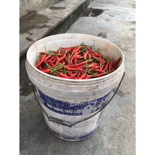 Ớt sừng tươi nhà trồng 1kg