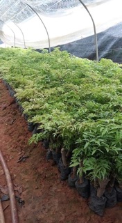 COMBO 20 cây tặng 2 CÂY ĐINH LĂNG