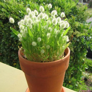 Hạt giống cỏ đuôi thỏ