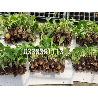 Cây giống hoa đồng tiền - 50 Cây