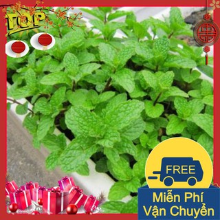 Combo 2 Gói Hạt Giống Húng Bạc Hà ( HÚng Lủi )