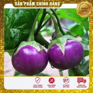 Hạt Giống Cà pháo (cà bát) (cà trứng) Tím