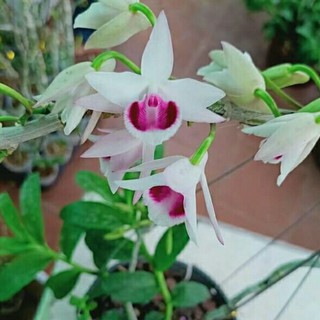 Phi điệp giả hạc 5 cánh trắng mắt đỏ