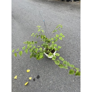 cây bụp lồng đèn