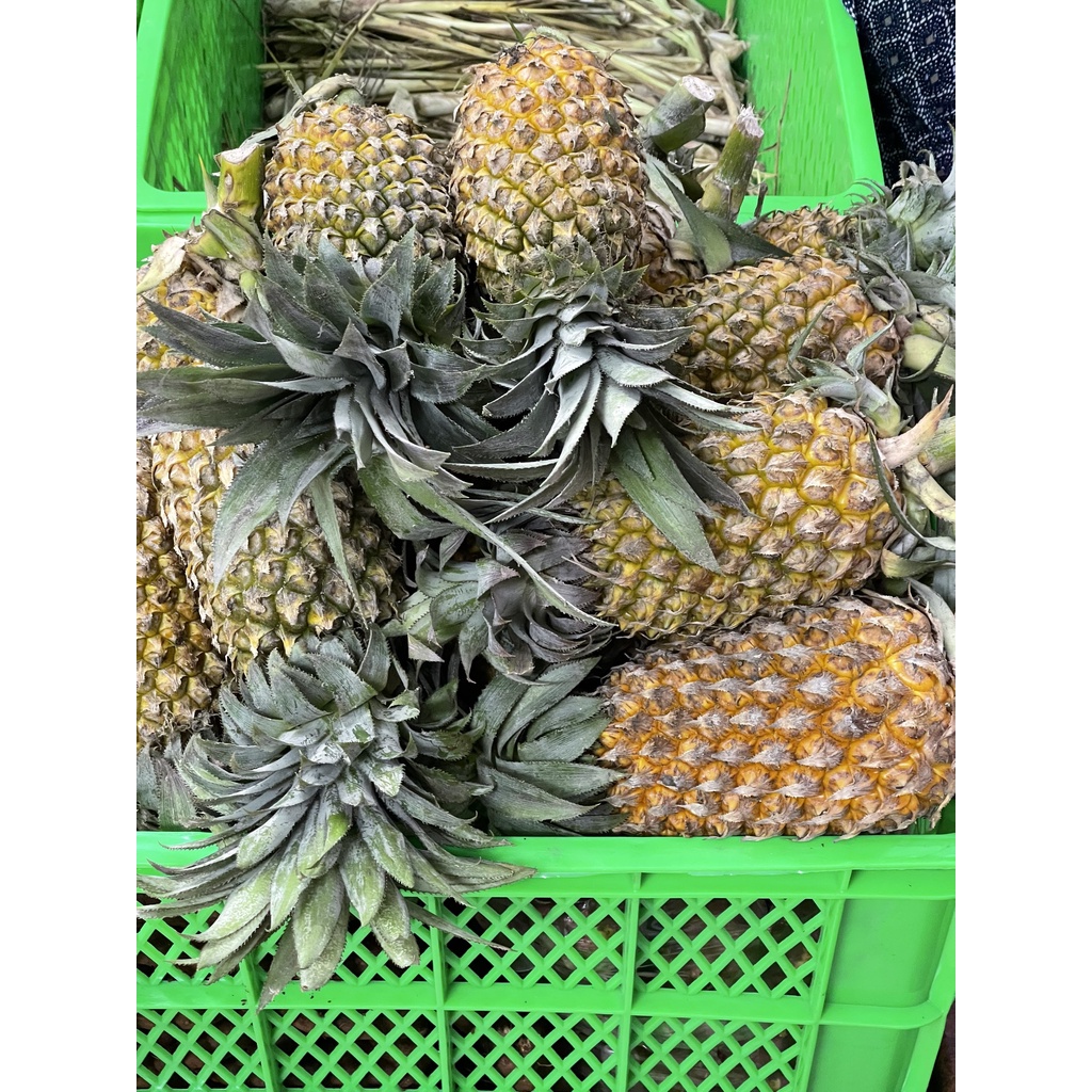 KHÓM THƠM CHỈ GIAO HCM