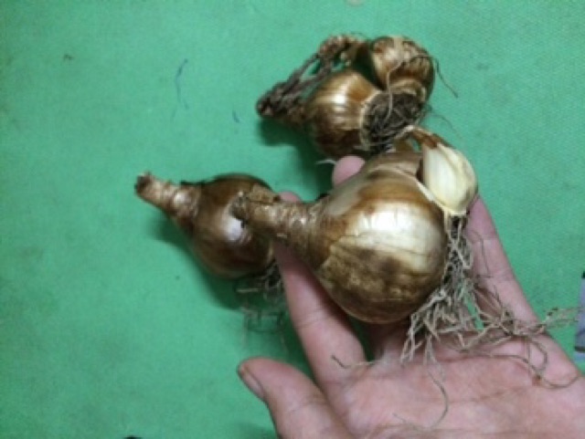 Củ hoa thủy tiên kép Hà lan