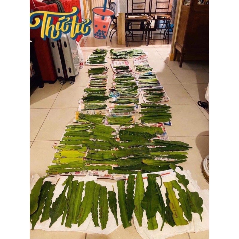 Hoa đại Nhật Quỳnh