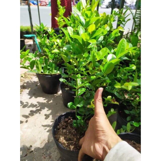 cây siro giống