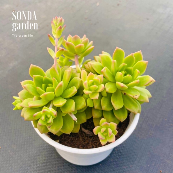 Sen đá mặt trời SONDA GARDEN size trung bình 10-12cm, xuất xứ Đà Lạt, khoẻ đẹp, lỗi 1 đổi 1