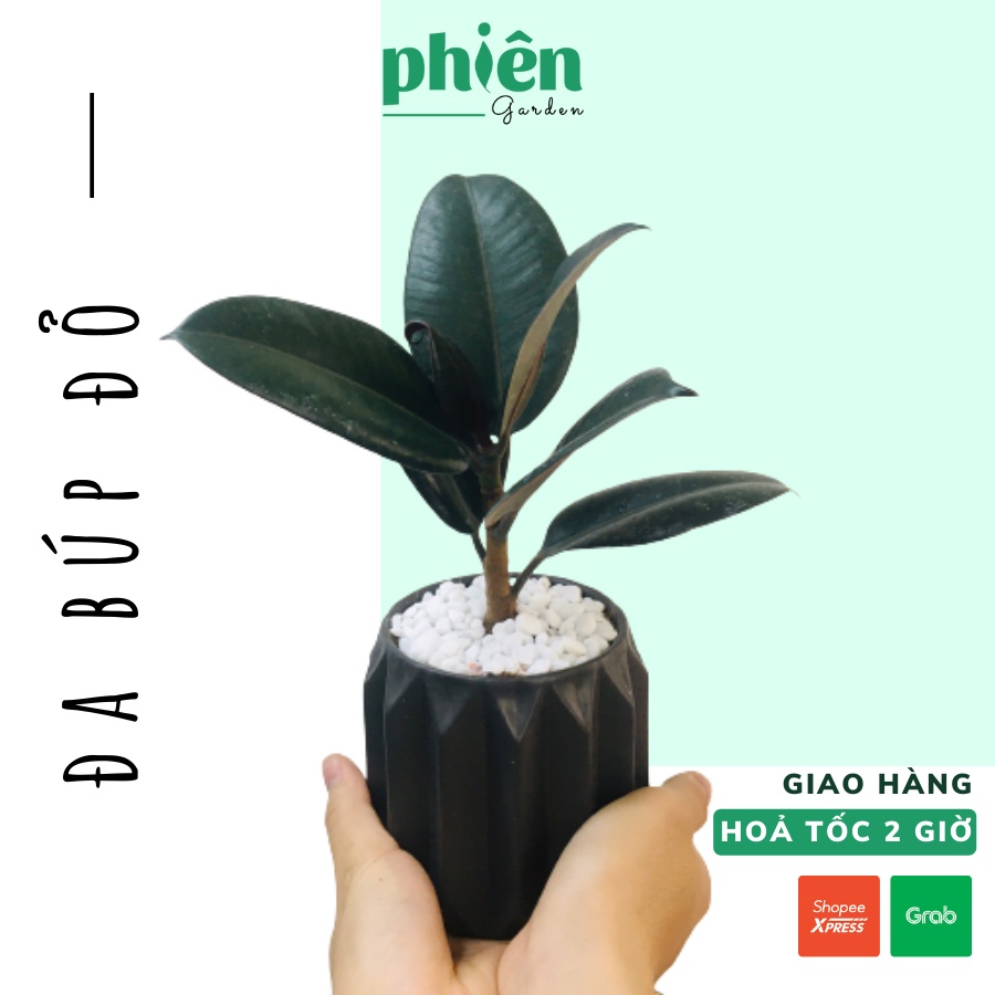 Cây Đa Búp Đỏ mini chậu gốm tráng men