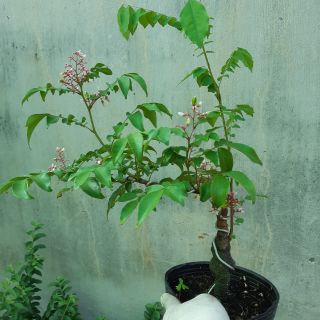 Cây khế bonsai mini dáng đẹp
