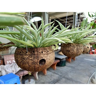 Chậu hoa gáo dừa 6 cái