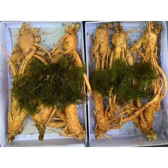 Sâm tươi HÀN QUỐC 5 củ/1kg hàng chất lượng cao (CÓ BƯU KÈM THEO)