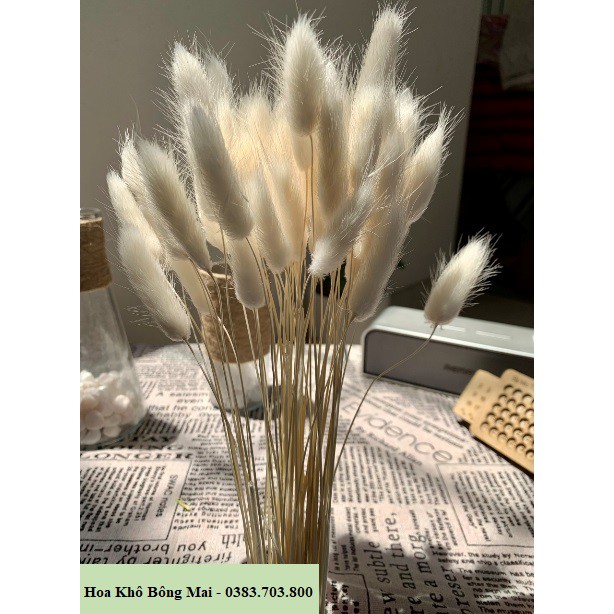 🌸Loại đẹp🌸 Hoa khô CỎ ĐUÔI THỎ Lagurus Bunny Tails màu TRẮNG decor phong cách vintage