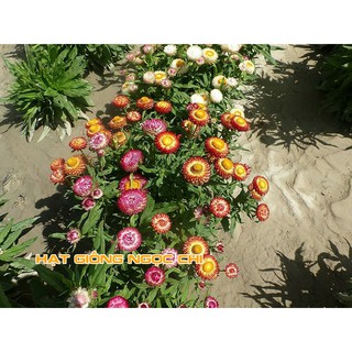Hạt Giống Hoa Cúc Bất Tử - 100 Hạt
