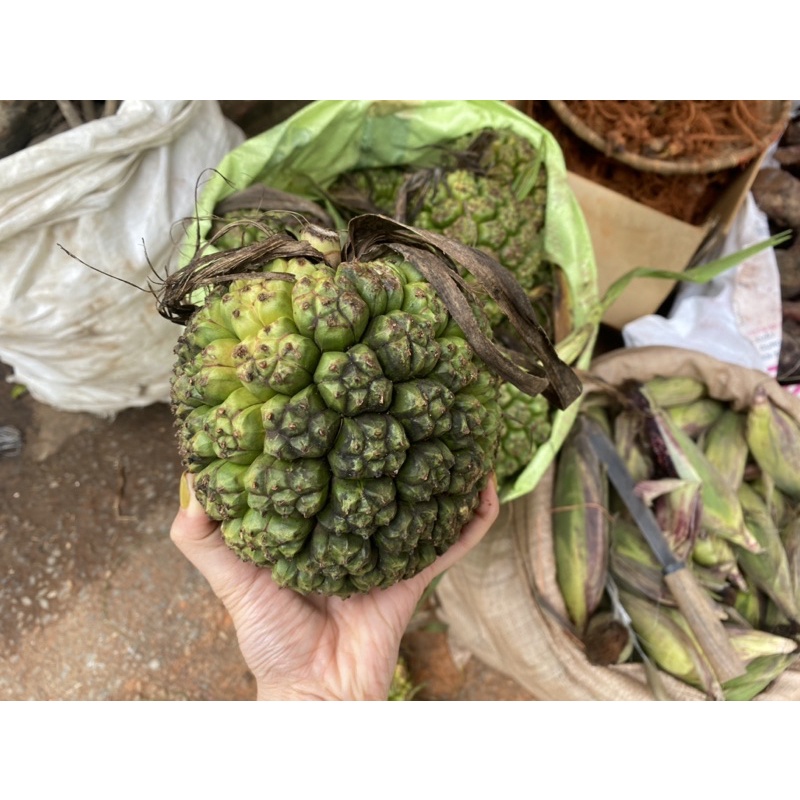 1kg quả dứa rừng tươi  Lai Châu