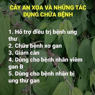 Cây An Xoa khô 1 kg