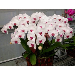 Hồ điệp hoa đại có ngồng