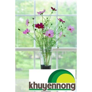 Gói 100 hạt giống cúc cánh bướm mix