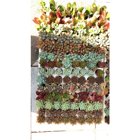 COMBO 10 SEN VỈ SIÊU ĐẸP