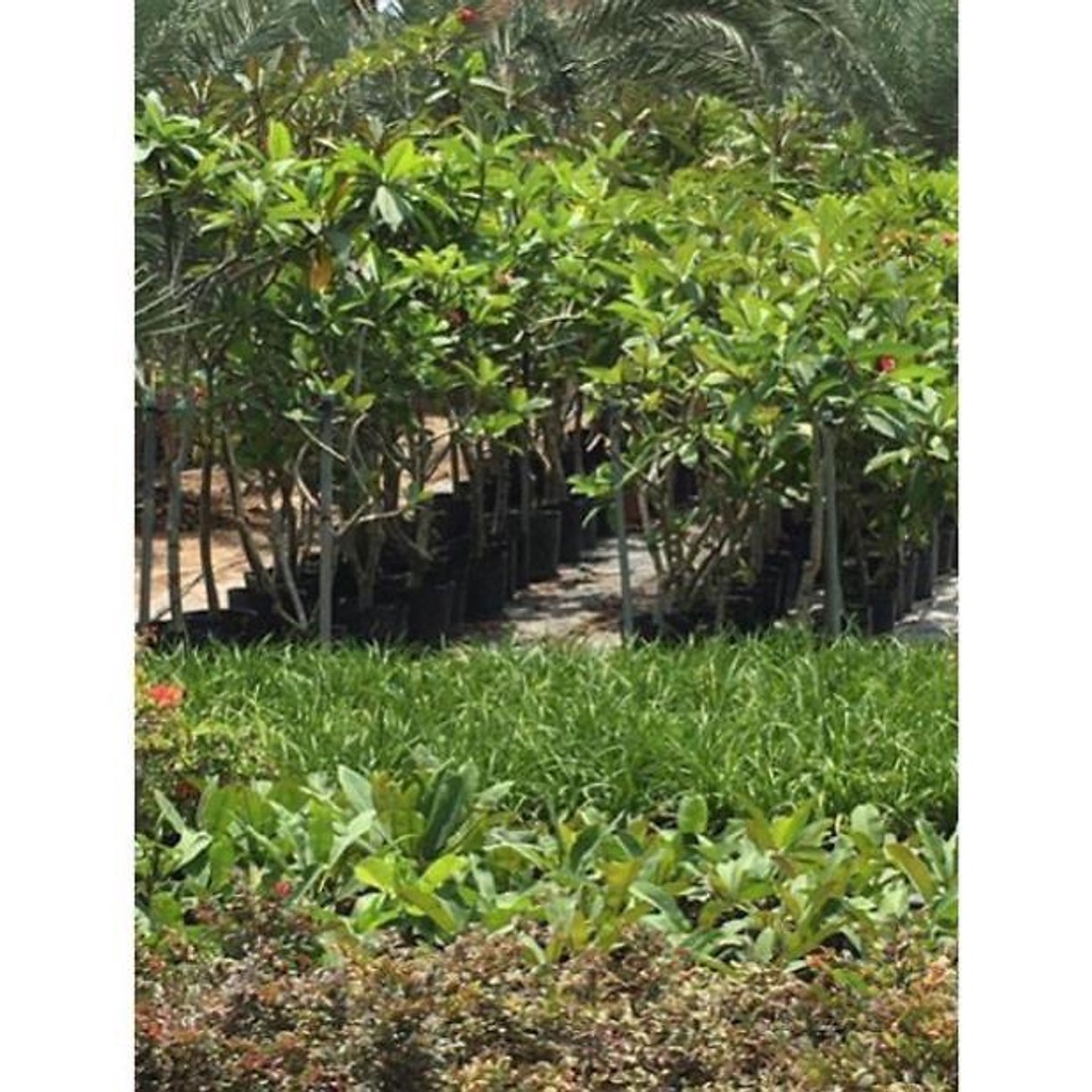 Cây hoa sứ đại trắng rất thơm , cây đẹp, giống chuẩn_ SHIP TOÀN QUỐC- ẢNH THẬT CÂY 1M