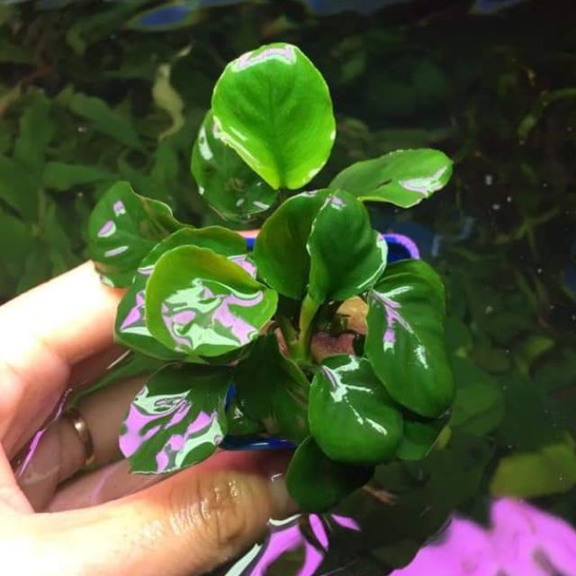Ráy lá Tròn (hàng cạn)