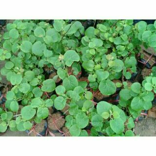 Cây kiwi tặng kèm túi phân