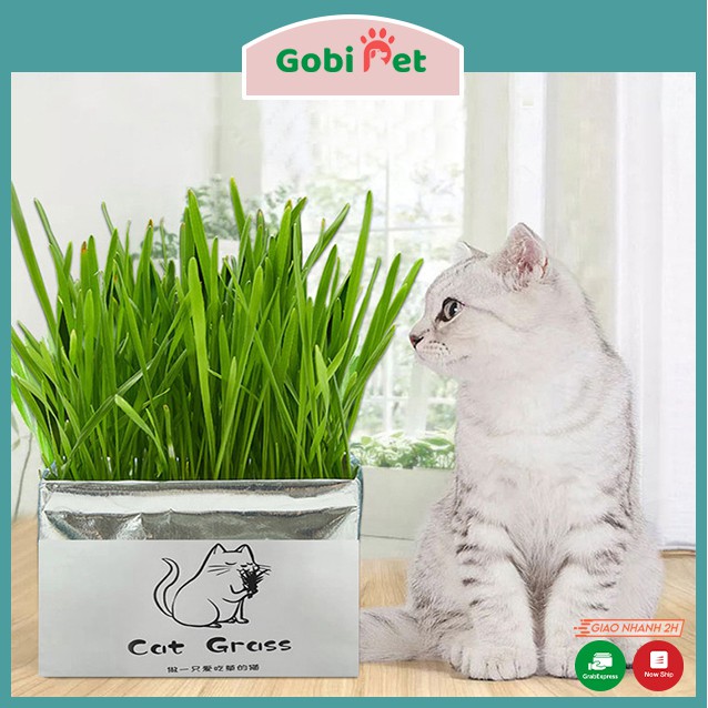 Hạt giống trồng cỏ tươi cho mèo kích thích tiêu hóa - Gobi Pet
