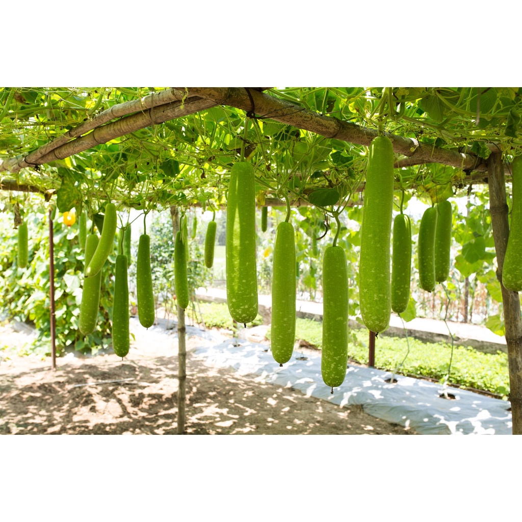 Hạt giống bầu sao lai F1 giòn ngọt - rau củ quả trồng chậu, sân vườn ban công tỉ lệ nảy mầm cao 10 hạt RADO 26