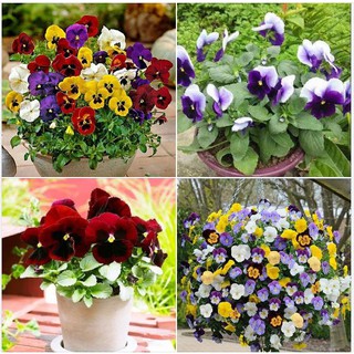 Hạt giống hoa Pansy Viola mix nhiều màu gói 50 hạt