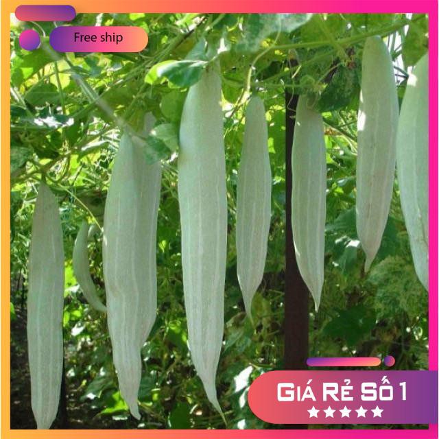 Hạt giống Khổ qua Tây