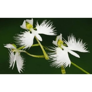 Lan bạch hạc hải âu