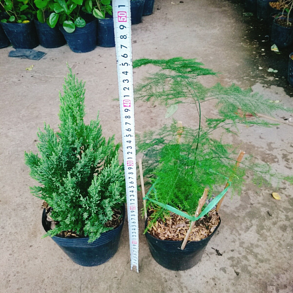 Combo Cây Sơn Tùng + Cây Thủy Tùng