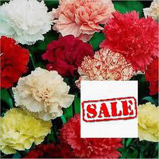 hạt giống cẩm chướng kép nhiều màu 100 hạt lâu tàn trồng bán tết SALE