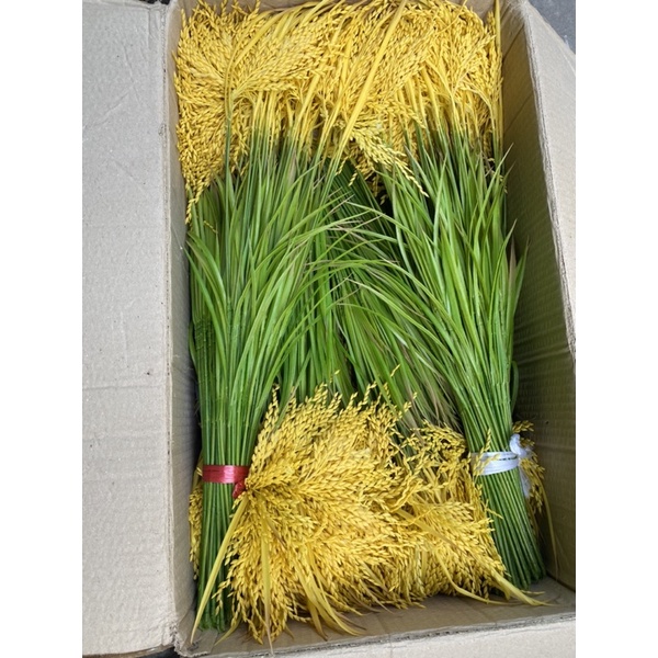 Combo 10 cành lúa giả màu xanh, màu vàng dài 70cm
