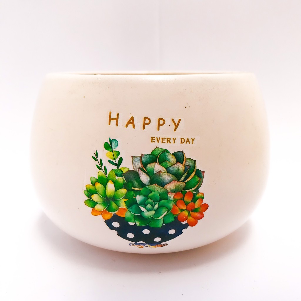 CHẬU HẠT DẺ TRỒNG SEN ĐÁ, CÂY PHONG THỦY, CÂY BONSAI MINI