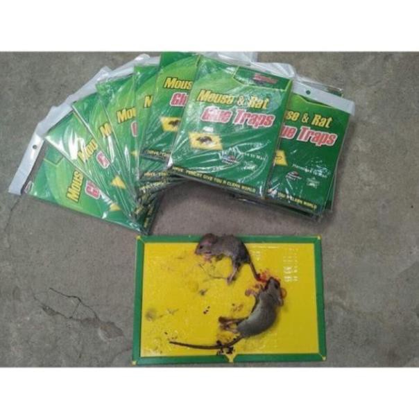 Keo dính chuột GLUE TRAPS siêu tiẹn dụng